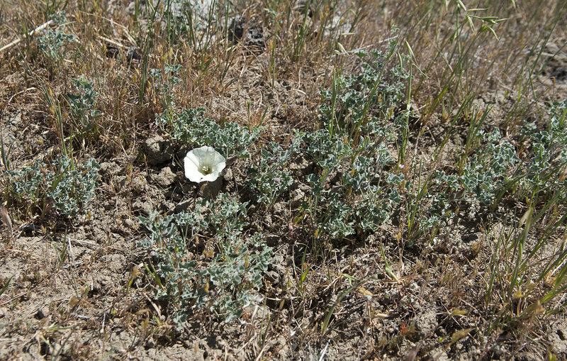 Calystegia collina ssp. venusta