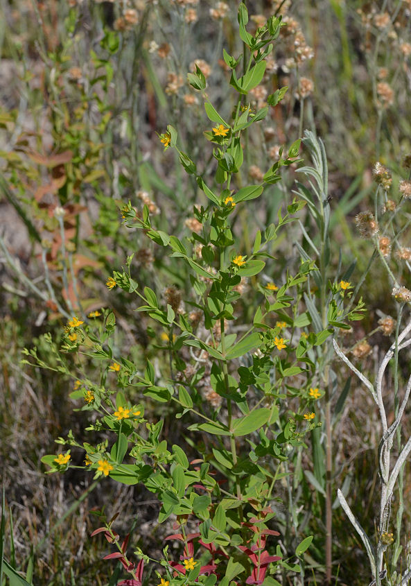 Hypericum mutilum ssp. mutilum