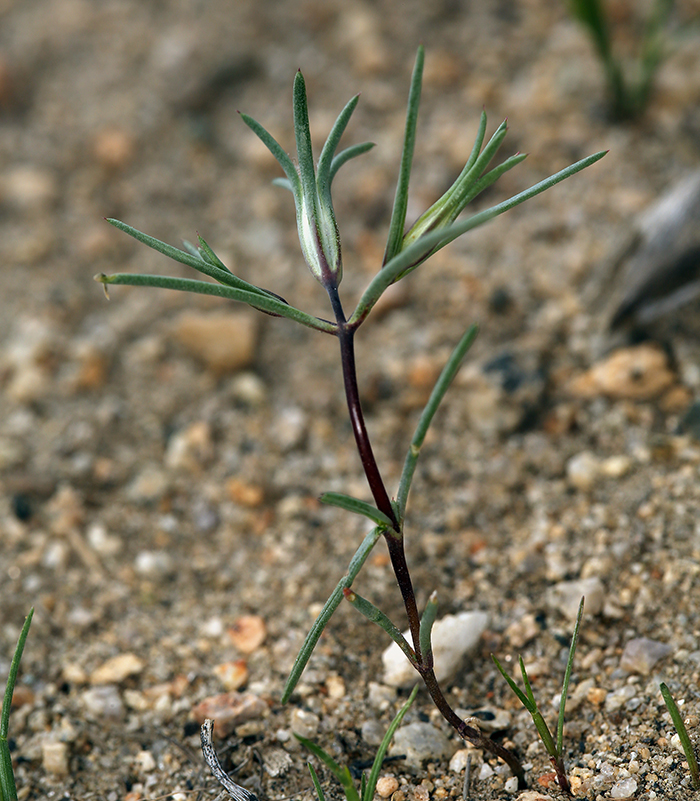 Linanthus dichotomus ssp. dichotomus