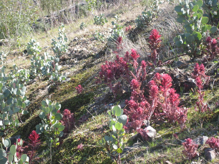 Pedicularis densiflora