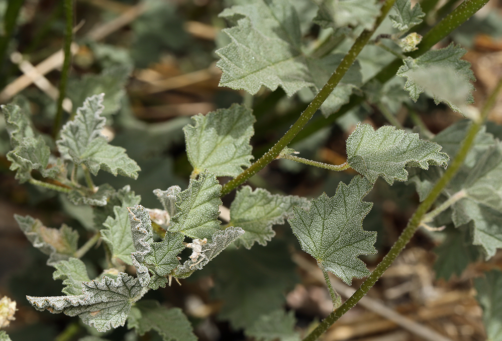 Sphaeralcea ambigua var. rosacea