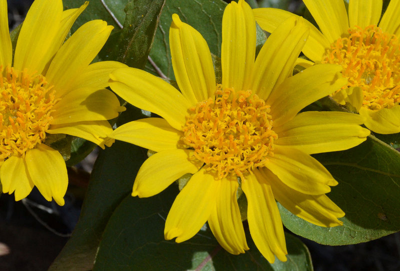 Wyethia bolanderi Wyethia bolanderi