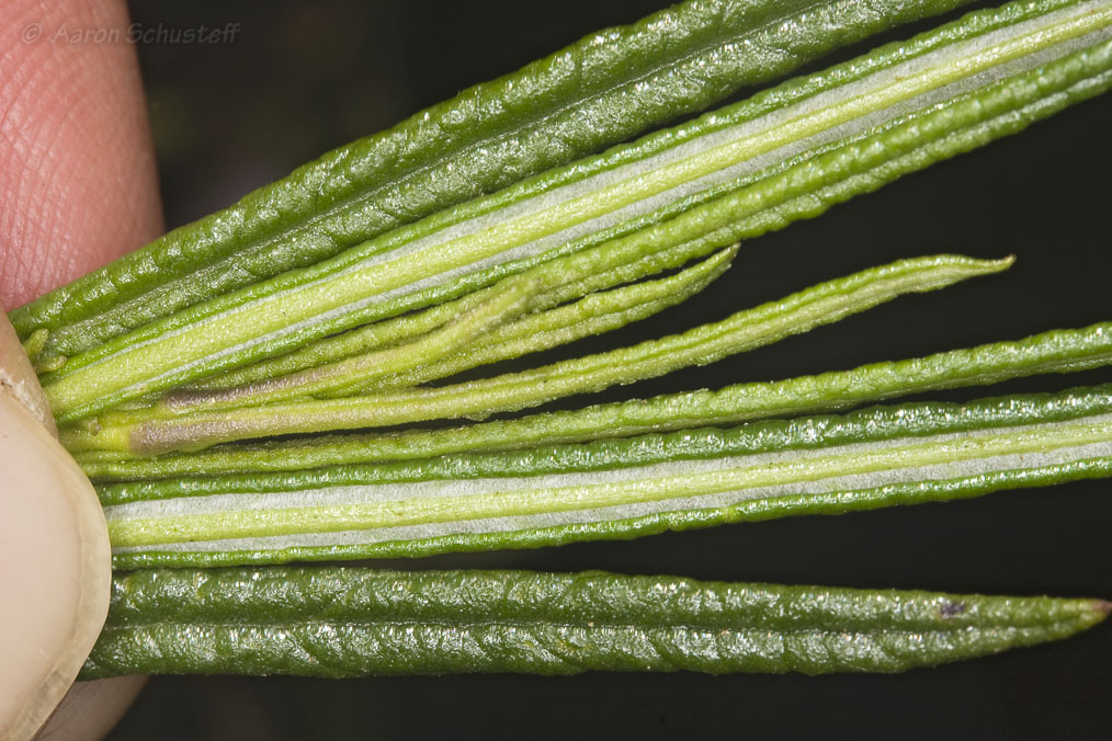 Eriodictyon altissimum