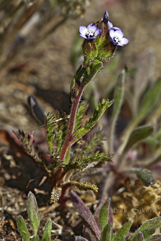 Gilia millefoliata Gilia millefoliata
