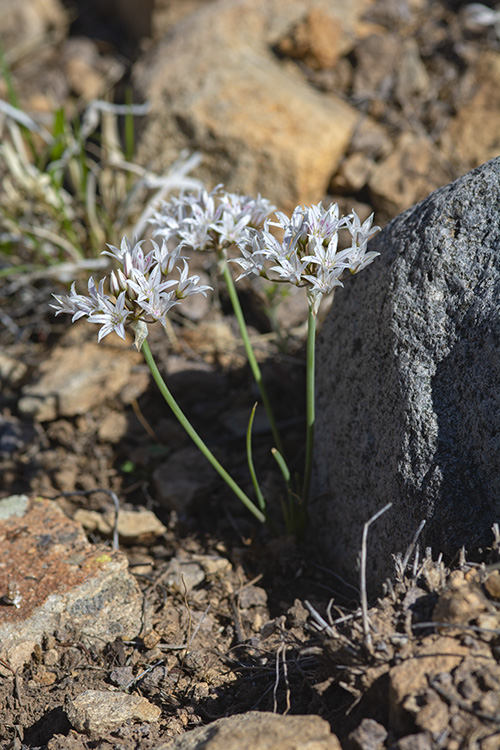 Allium macropetalum