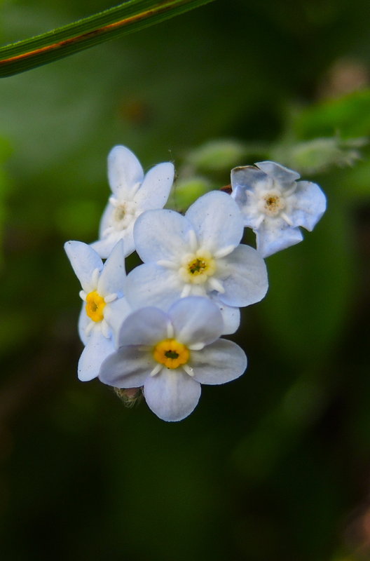 Myosotis latifolia