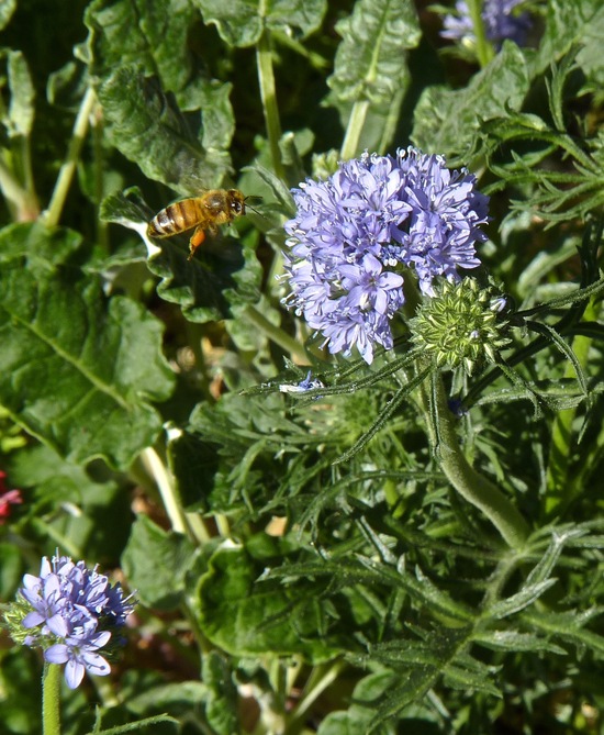 Gilia capitata