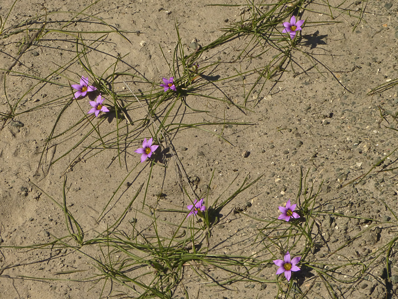 Romulea rosea var. australis