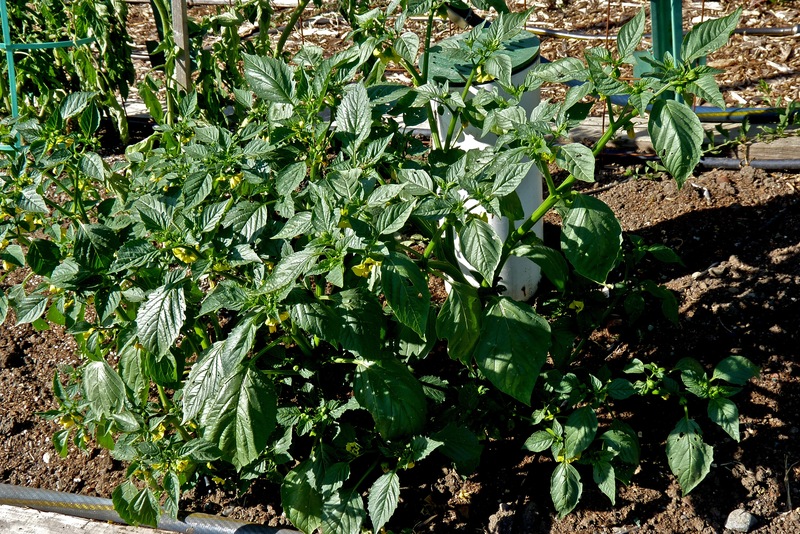 Physalis philadelphica