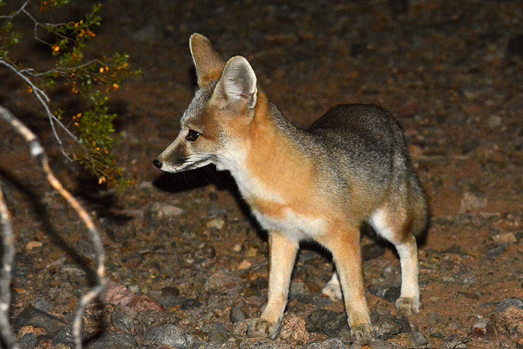 Vulpes macrotis