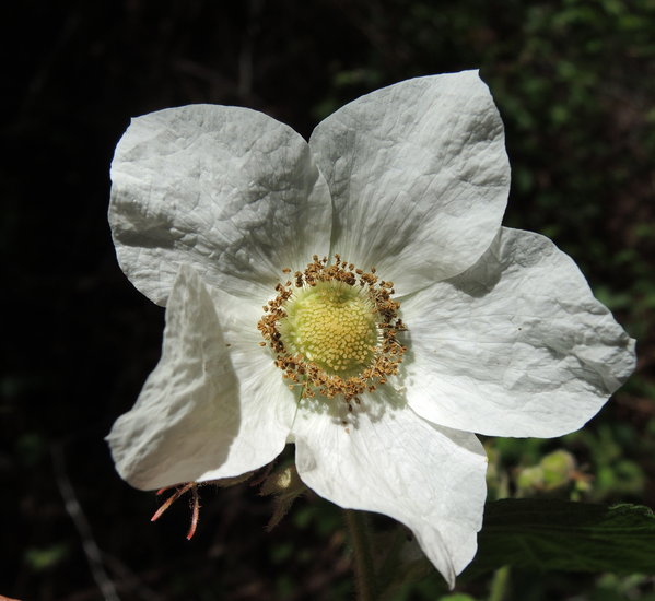 Rubus ulmifolius