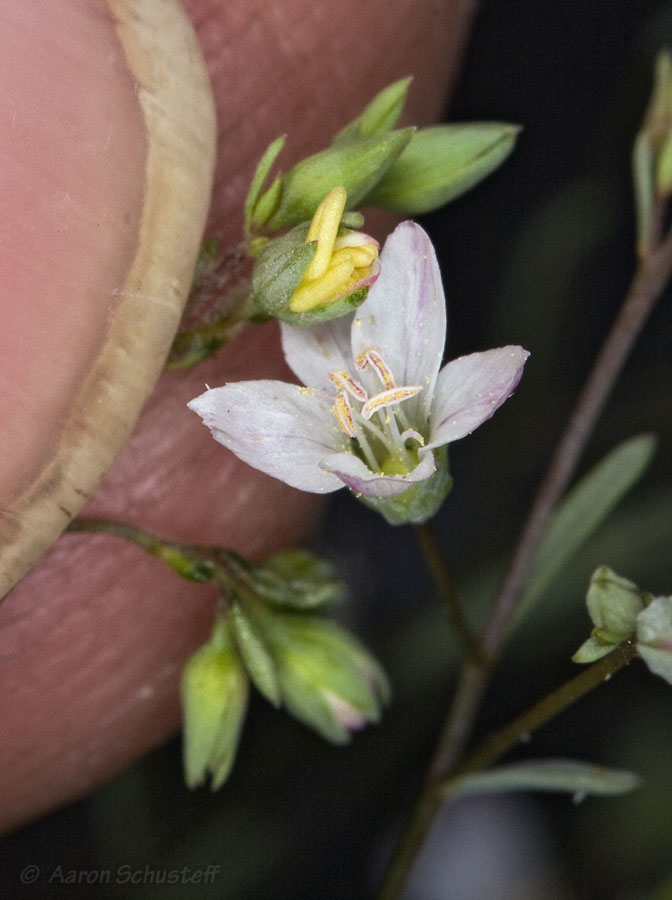 Hesperolinon disjunctum Hesperolinon disjunctum