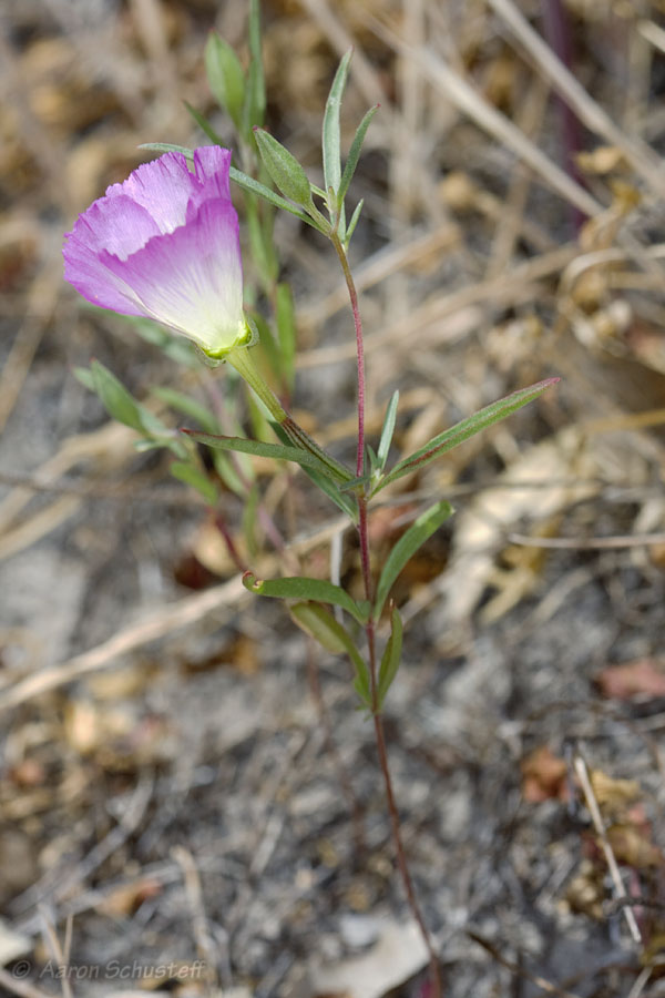 Clarkia speciosa ssp. immaculata