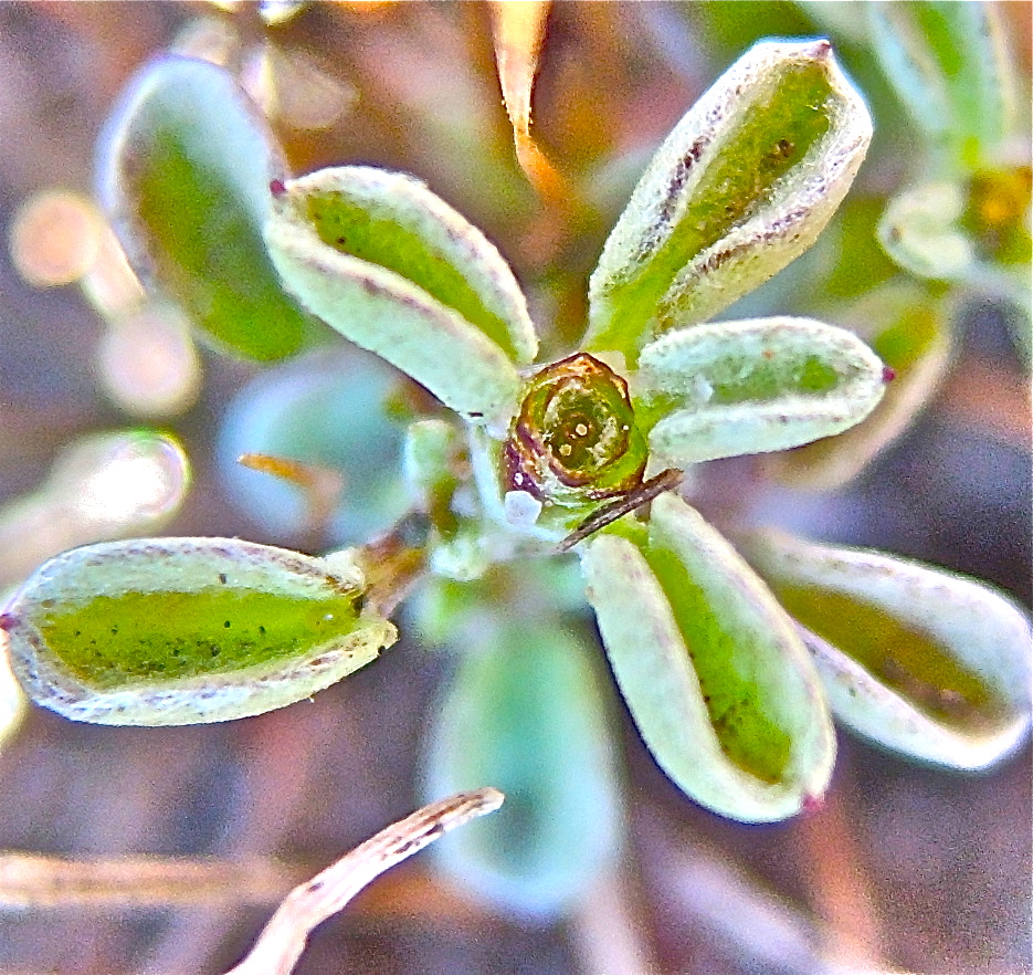 Hesperevax sparsiflora
