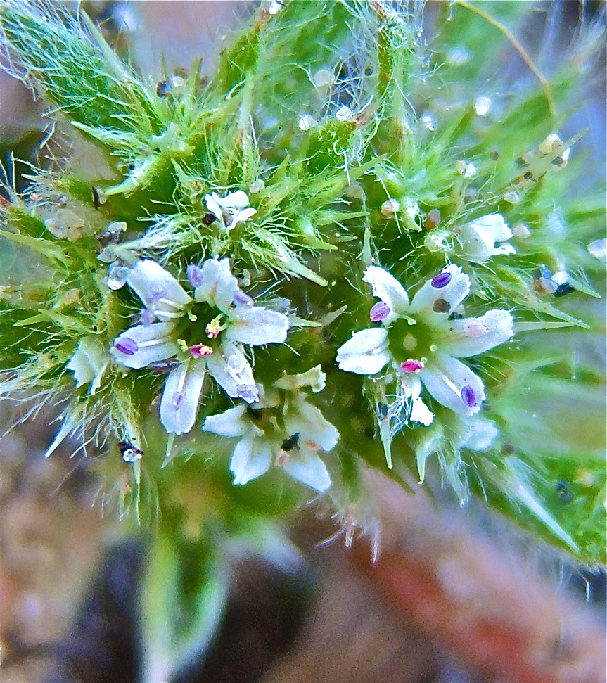 Chorizanthe howellii