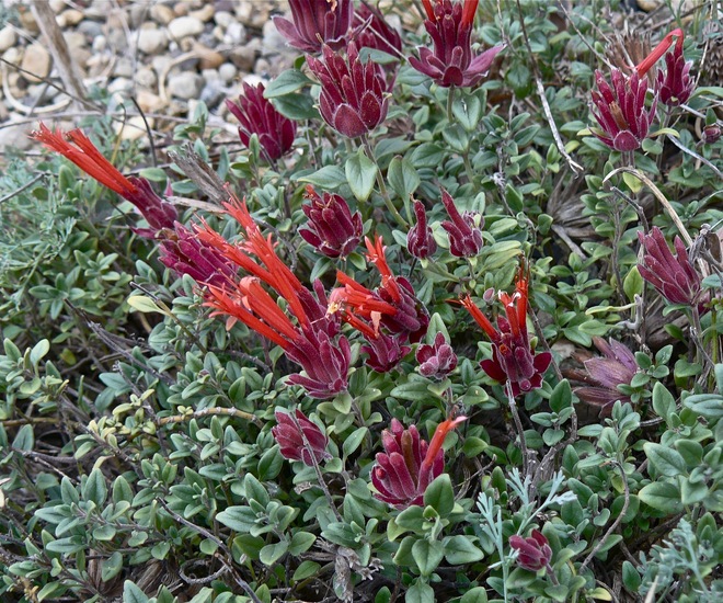 Monardella macrantha