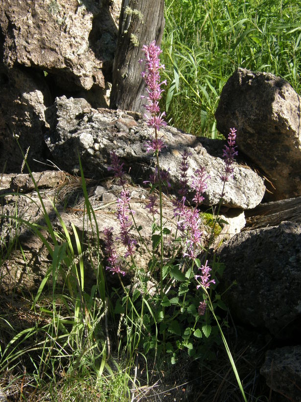 Agastache pringlei var. pringlei