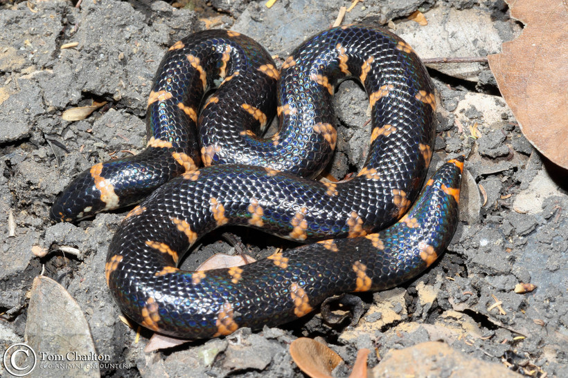 Jodi's pipe snake (Cylindrophis jodiae)