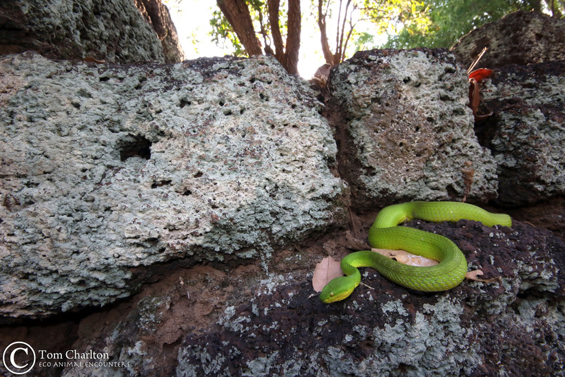 Trimeresurus albolabris Trimeresurus albolabris