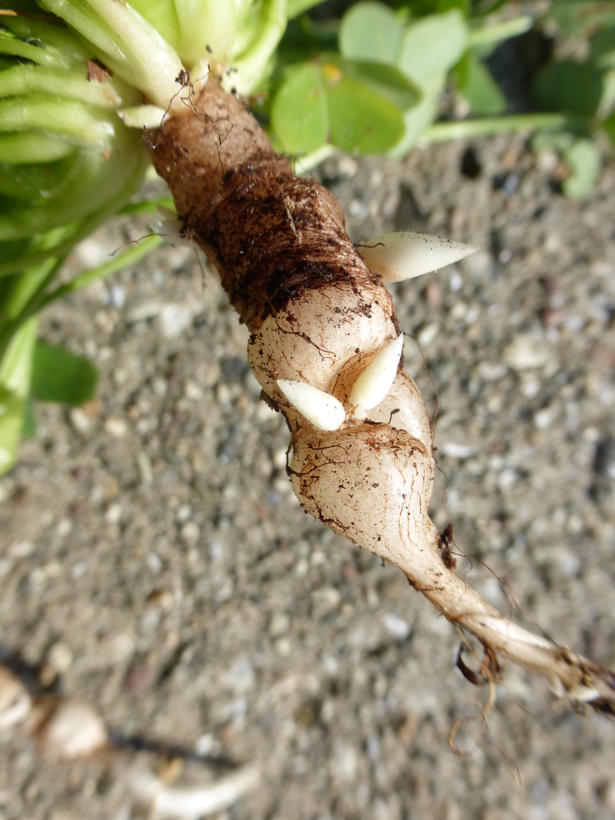 Oxalis pes-caprae