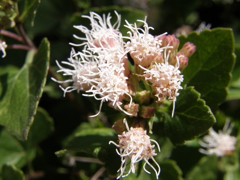 Ageratina calaminthifolia