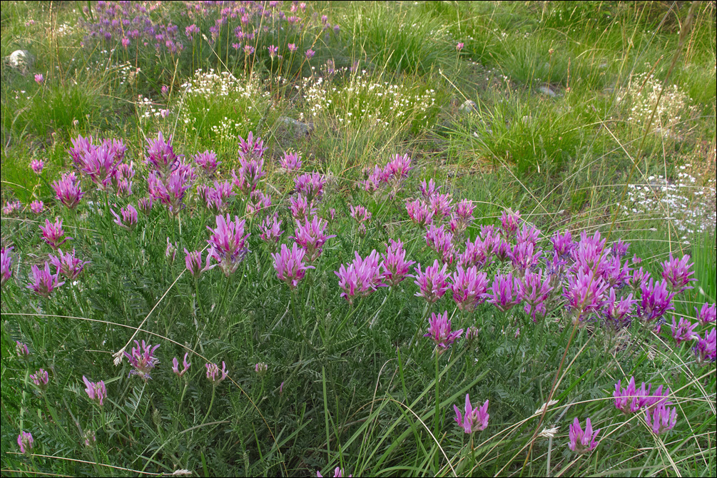 Astragalus onobrychis
