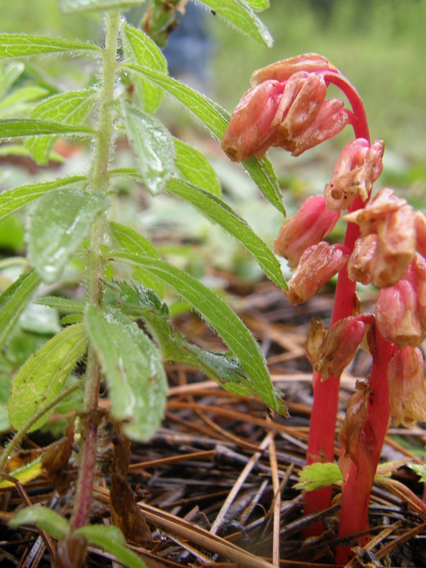 Monotropa hypopitys