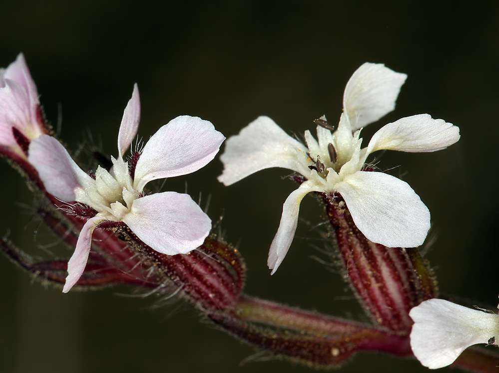 Silene gallica
