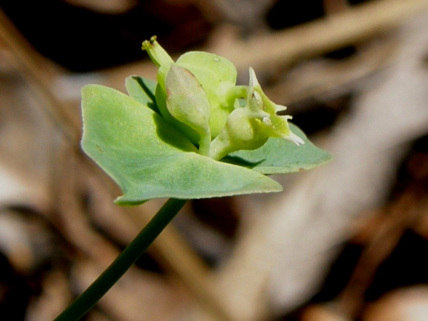 Euphorbia brachycera