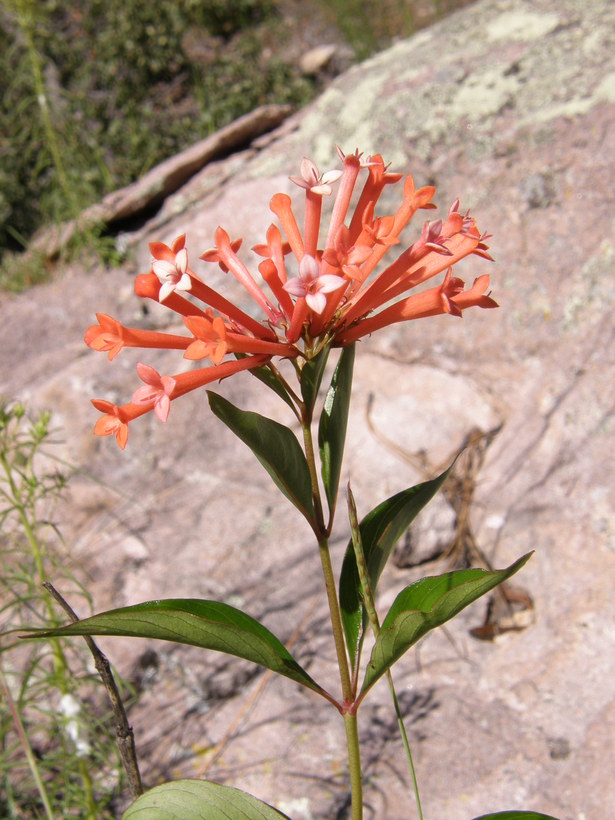 Bouvardia ternifolia