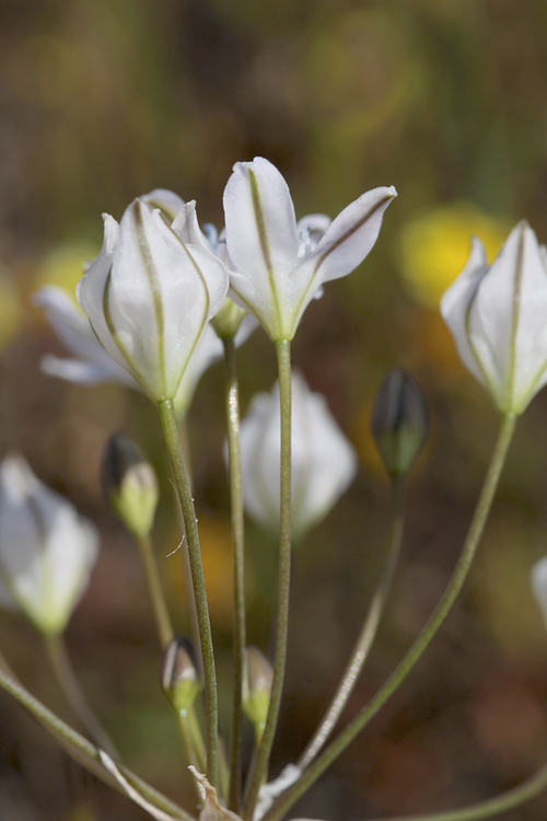 Triteleia lilacina Triteleia lilacina