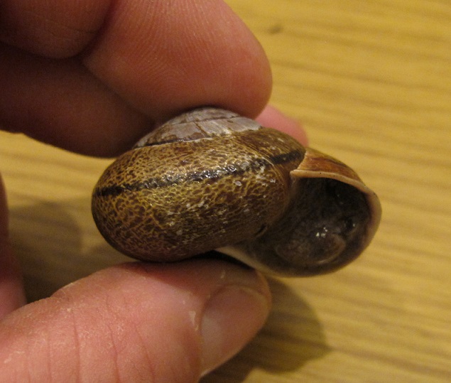 Helminthoglypta arrosa pomoensis Helminthoglypta arrosa pomoensis