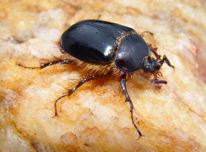 Pleocoma australis Pleocoma australis