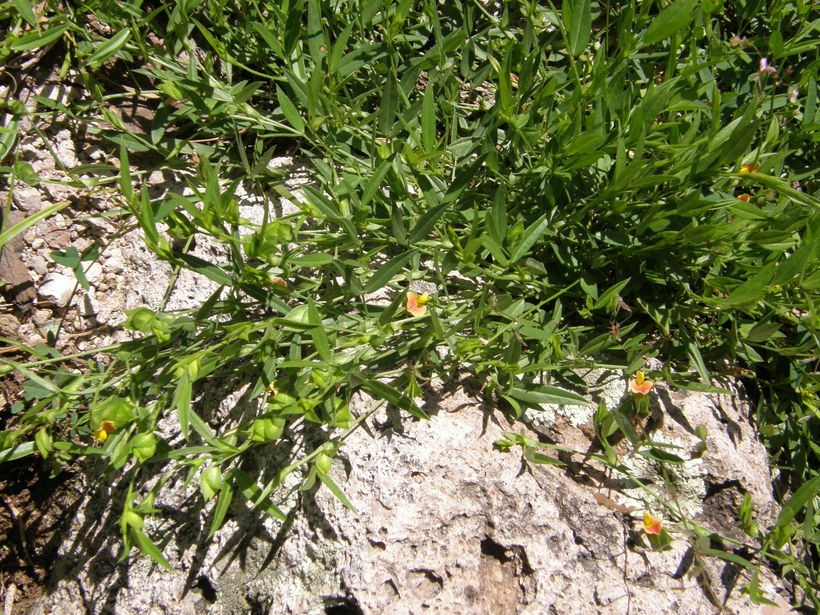 Zornia reticulata