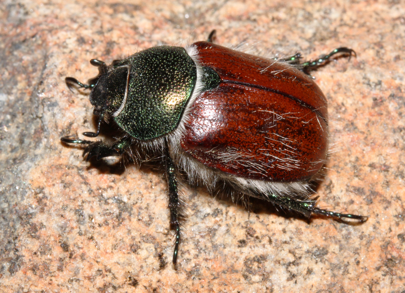 Paracotalpa ursina rubripennis Paracotalpa ursina rubripennis
