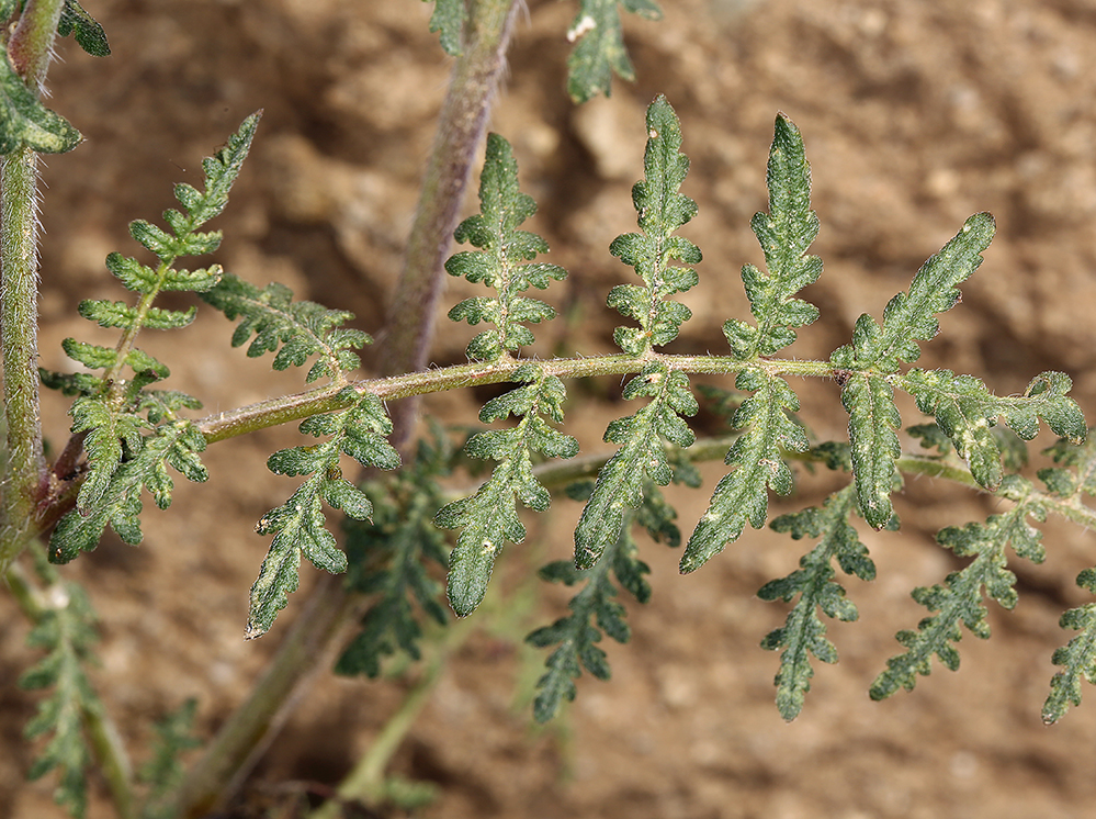 Phacelia tanacetifolia