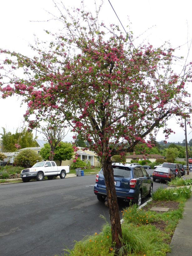 Crataegus laevigata
