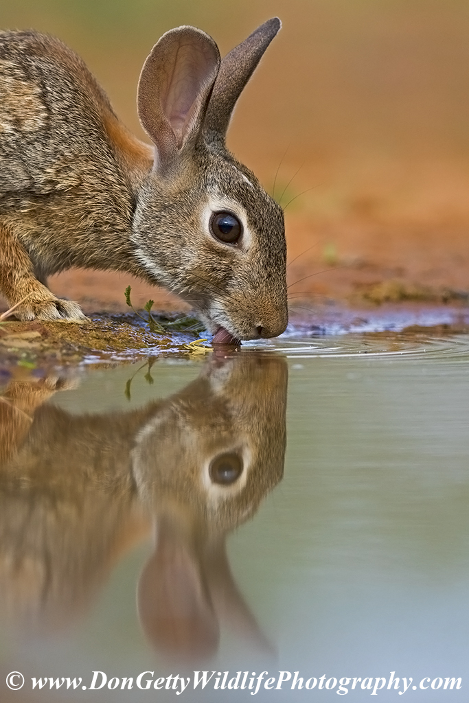 Sylvilagus floridanus Sylvilagus floridanus