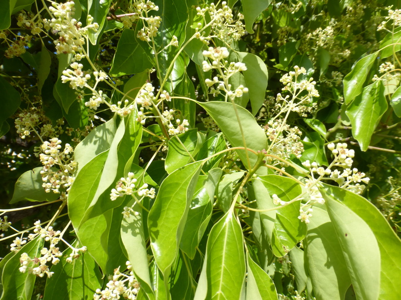 Camphora officinarum