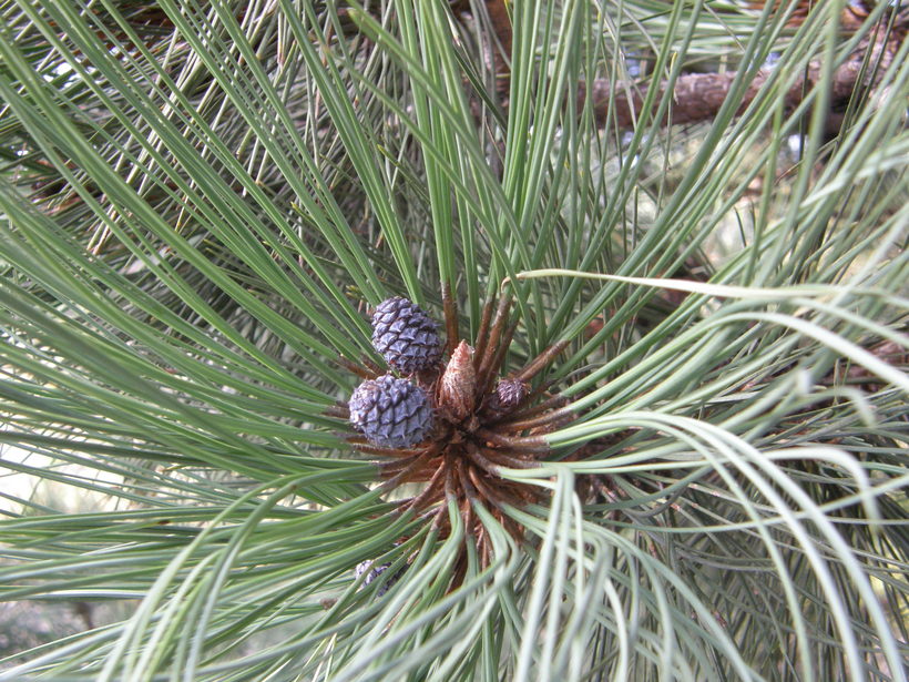 Pinus engelmannii