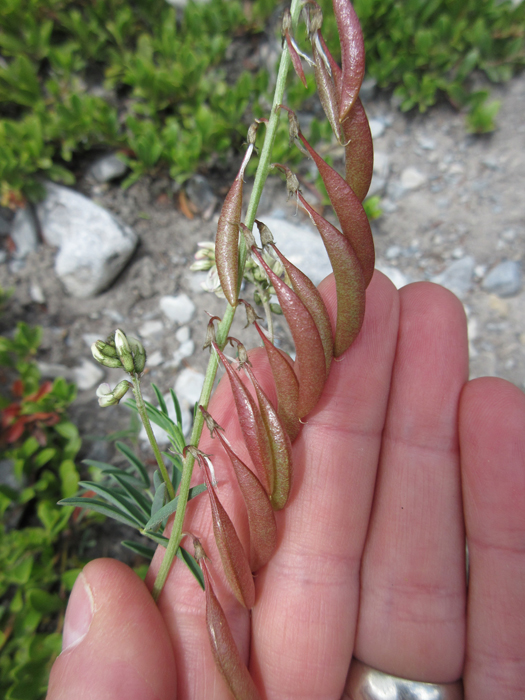 Astragalus tenellus Astragalus tenellus