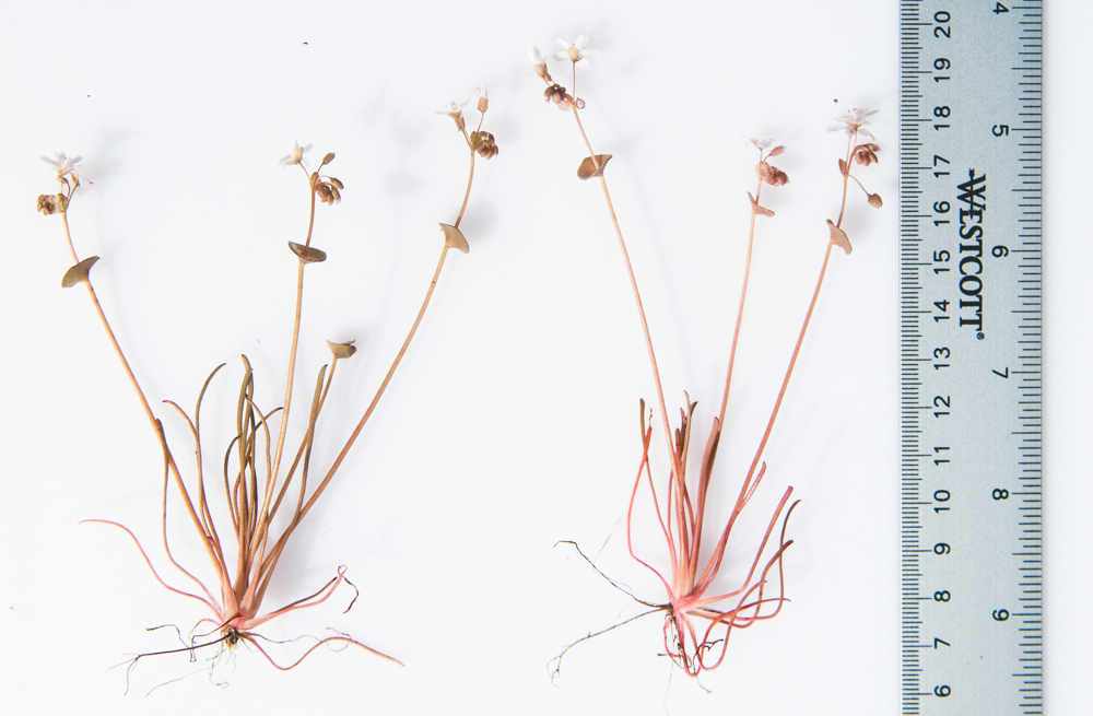 Claytonia parviflora ssp. grandiflora
