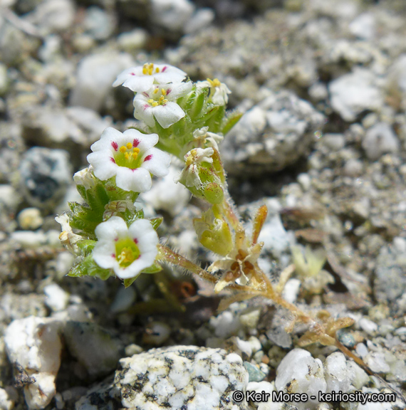 Linanthus maculatus ssp. maculatus