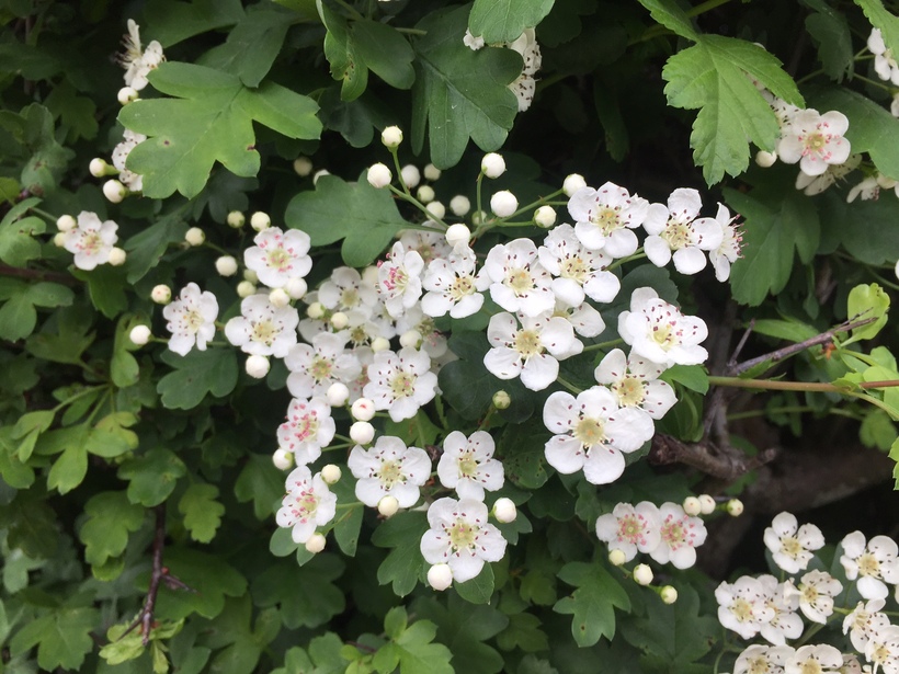 Crataegus laevigata