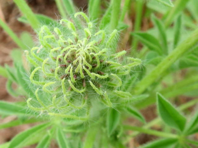 Lupinus microcarpus