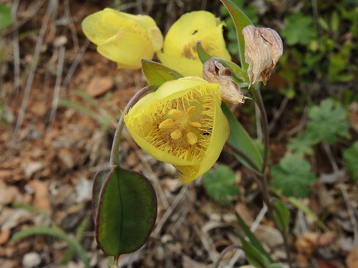Calochortus albus x calochortus monophyllus hybrid Calochortus albus x calochortus monophyllus hybrid