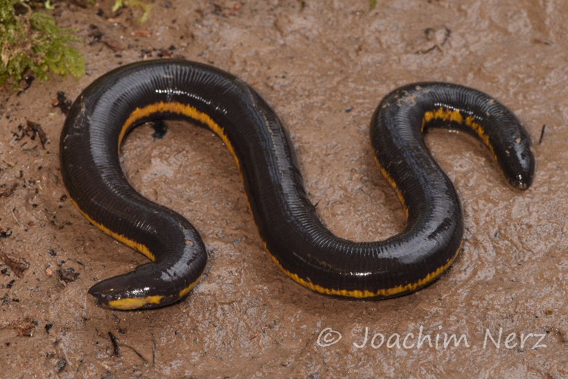 Ichthyophis kohtaoensis