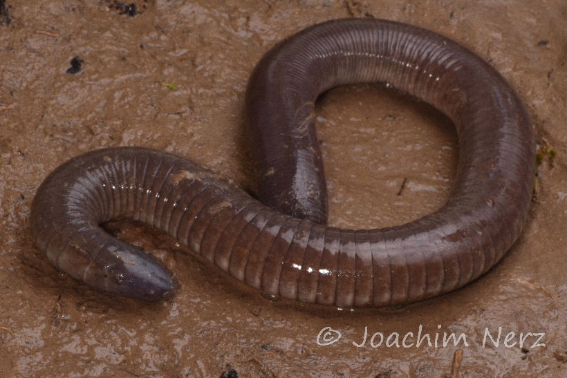 Dermophis mexicanus