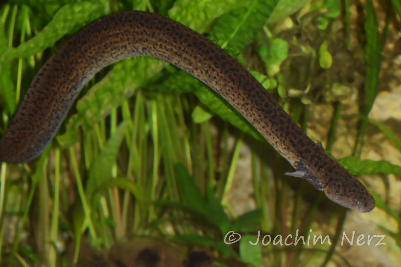 Siren lacertina Siren lacertina