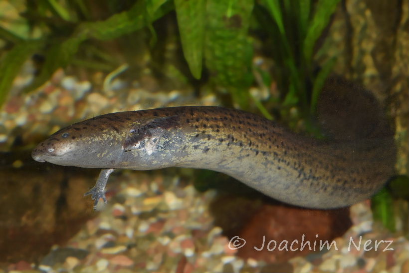 Siren lacertina Siren lacertina